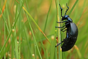 M&auml;nnlicher Schwarzblauer &Ouml;lk&auml;fer (Meloe proscarabaeus) im Gras