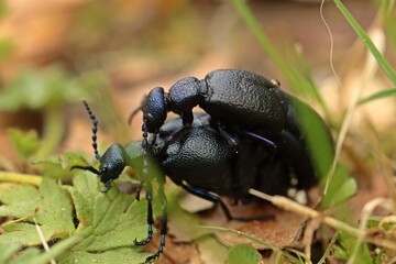 Paarung des Schwarzblauen &Ouml;lk&auml;fers (Meloe proscarabaeus) im Gras