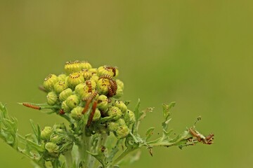 Sehr junge Raupen des Jakobskrautb&auml;ren (Tyria jacobaeae) an Jakobskreuzkraut (Senecio jacobaea)