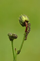 Winzige Raupe des Lattich-M&ouml;nchs (Cucullia lactucae) frisst an Bl&uuml;te der Acker-G&auml;nsedistel (Sonchus arvensis)