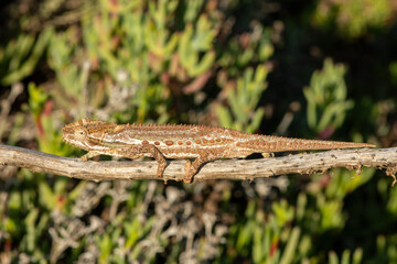 A stunning Robertson Dwarf Chameleon (Bradypodion gutturale), also known as a Little Karoo dwarf...