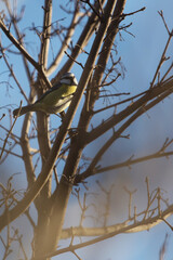 cinciallegra che se ne sta ferma tra i rami alti di un albero, di giorno, con cielo sereno sullo sfondo