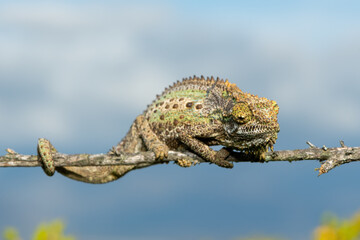 A stunning Robertson Dwarf Chameleon (Bradypodion gutturale), also known as a Little Karoo dwarf...
