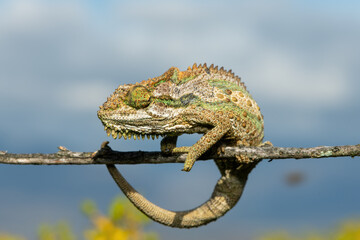 A stunning Robertson Dwarf Chameleon (Bradypodion gutturale), also known as a Little Karoo dwarf...