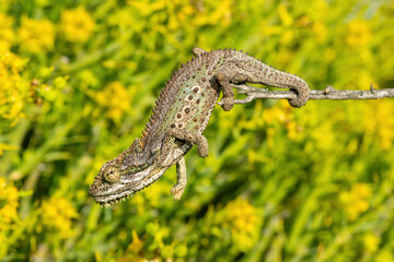 A stunning Robertson Dwarf Chameleon (Bradypodion gutturale), also known as a Little Karoo dwarf chameleon, climbing in the fynbos in the Western Cape, South Africa © Craig
