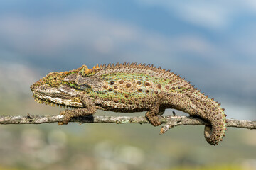A stunning Robertson Dwarf Chameleon (Bradypodion gutturale), also known as a Little Karoo dwarf...