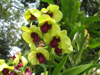 Types and colors of orchids in the garden