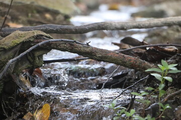 Serene Tropical River Flowing Through Southeast Asian Rainforest

Lush Green Jungle and Tropical River in Southeast Asia