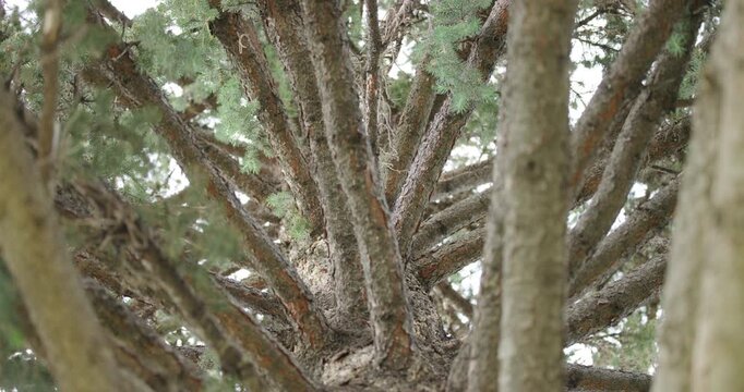 Deodar Cedar Pine Trunk