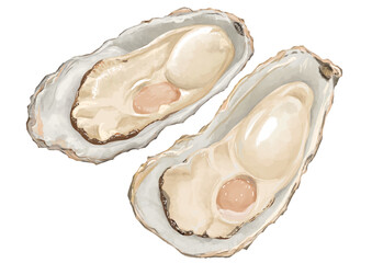 冬の味覚！リアルな牡蠣のイラスト2個