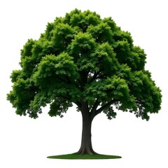 白い背景に隔離された緑の葉を持つ大きな木 自然な屋外の生命の成長