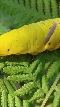 Close-up of a bright yellow caterpillar with black dorsal stripe and fine hairs crawling on a green leaf in West Java, Indonesia.