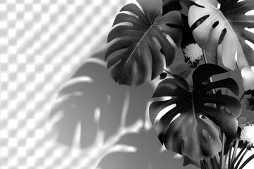 Monochrome Monstera leaves, shadows