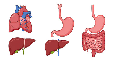 Detailed illustration of human internal organs including heart, liver, stomach, and intestines