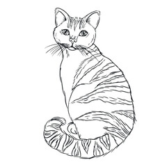 A striped cat hand-drawn in ink and translated into a vector. Vector illustration is suitable for printing on the packaging of pet products, for coloring books, printing on fabric and paper. Vector