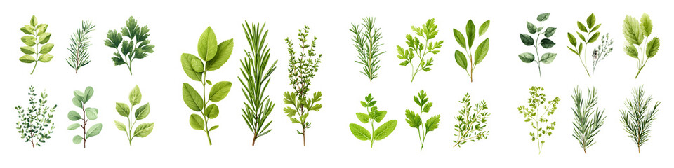 Naklejka premium Watercolor Herb Collection: Fresh Herbs on White Background