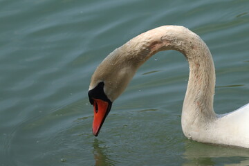 Elegant Swan Gracefully Posing Over Reflective Water Surface
