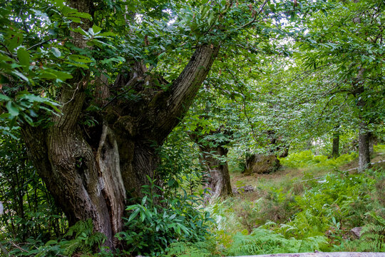 Dense forest of very old chestnut trees in Galicia