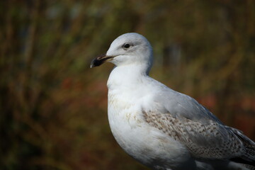 Close-Up of a Seagull in Natural Outdoor Setting