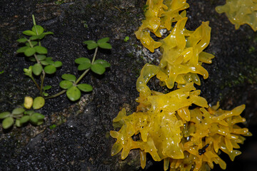 Macro of yellow tremella fungi on bark in rainy season