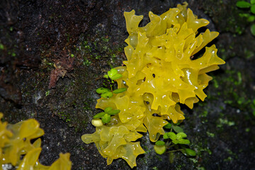 Close up of yellow jelly fungi on decaying tree bark