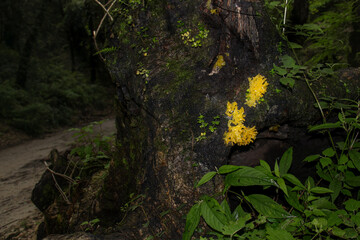Wide shot of yellow tremella fungus on tree bark in forest
