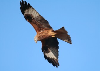 Majestic Red Kite Soaring Gracefully Against a Bright Blue Sky