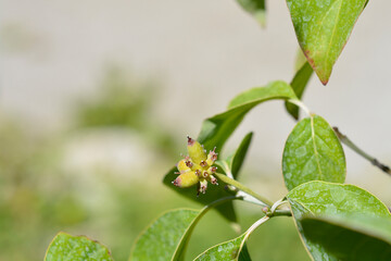 Hybrid flowering dogwood branch with fruit - Latin name - Cornus x rutgersensis Stellar Pink
