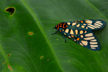  Close up tiger moth with yellow bands resting in tropical forest