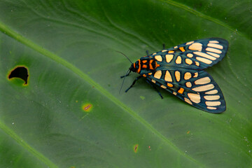 Close up of yellow banded tiger moth on green leaf in monsoon forest