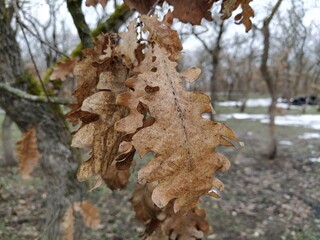 Oak leaves on a tree in winter close-up