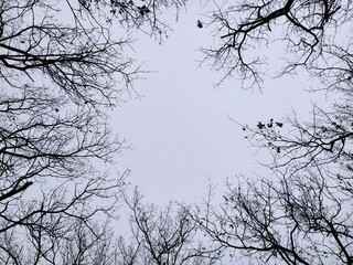 Silhouette of dark trees against sky