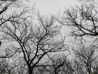 Silhouette of dark trees against sky