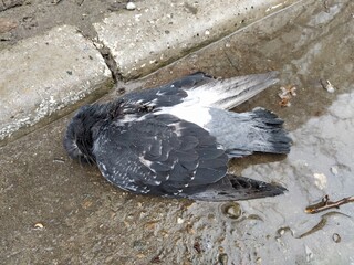 Dead dove on a ground in a puddle