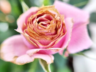 Rose of pink color close-up
