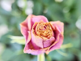 Rose of pink color close-up
