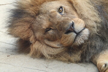 Close-Up Portrait of a Resting Lion with a Thick Mane