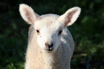 Close-Up Of A Curious Lamb Standing On A Lush Green Meadow