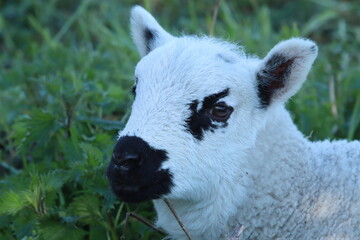 Close-Up Of A Curious Lamb Standing On A Lush Green Meadow