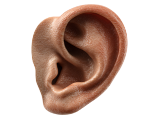 Human ear close-up isolated on transparent background