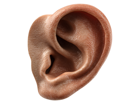 Human ear close-up isolated on transparent background - Powered by Adobe