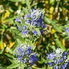 (Caryopteris clandonensis) Beautiful fragrant blue tubular flowers of bluebeard clothed with aromatic lanceolate silvery blue-green foliage around stem pollinated by a bee

