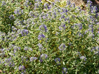 Fototapeta premium Caryopteris clandonensis | Bluebeards plant. Ornamental shrub adorned with lavender- blue flowers in storied cymes on woody stems with landeolate, glandular greyish-green leaves 
