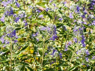 (Caryopteris clandonensis) Lavender-blue flowers of bluebeard clothed with aromatic lanceolate greyish-green foliage pollinated by many bees and bumblebees
