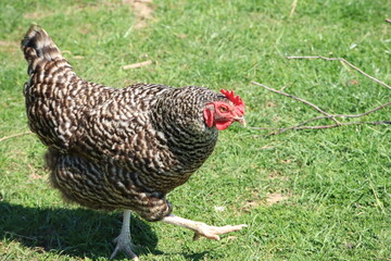 Speckled Hen Walking on Green Grass in a Sunny Farmyard