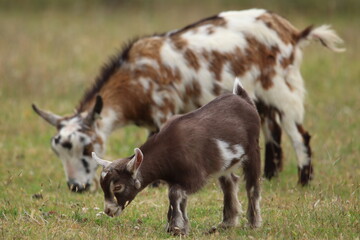 Young Goat Grazing in a Meadow During a Sunny Day