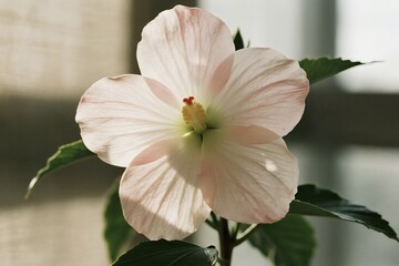 Obraz premium Minimalist Floral Aesthetic with Elegant Botanical Elements