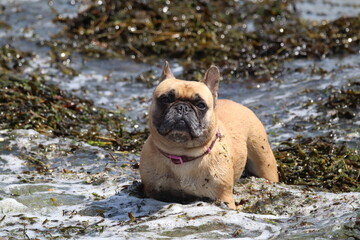 Obraz premium French Bulldog Relaxing in Seaweed at the Beach on a Sunny Day