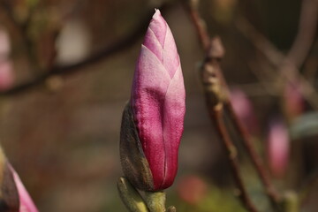 Close-Up of a Pink Flower Bud on a Sunny Spring Day