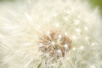 Close-Up of Dandelion Seed Head with Gentle Natural Lighting